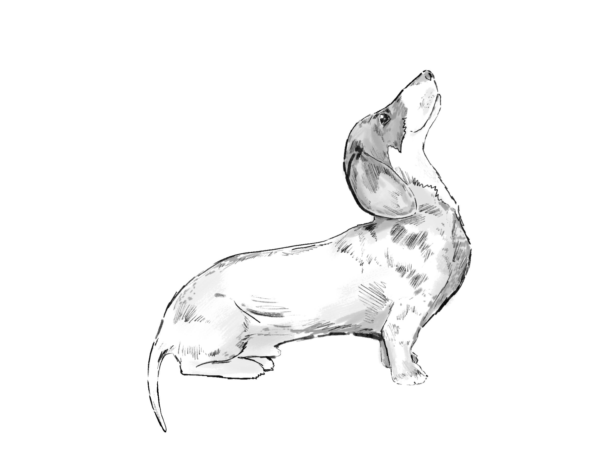 hand drawn sketch of a sausage dog looking up for a treat Barkworth Reeve
